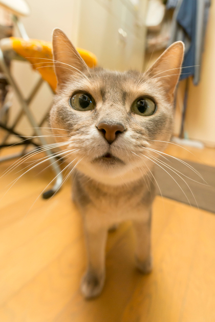 猫ジョユウ空（くう）がお出迎え