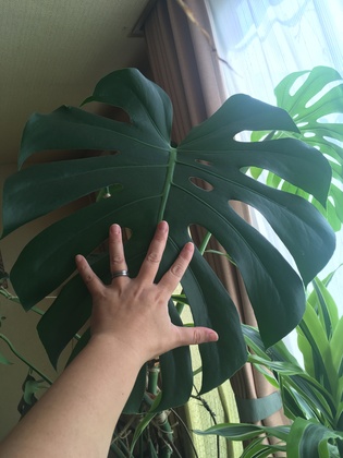 素粒水で植物も元気いっぱい！