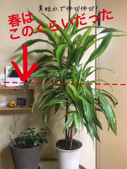 植物の反応は素直！〜素粒水に変えてから発育がいい！