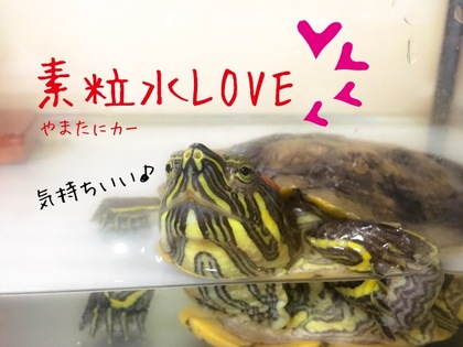 7.亀ニッコリ！〜飼育水に素粒水♪