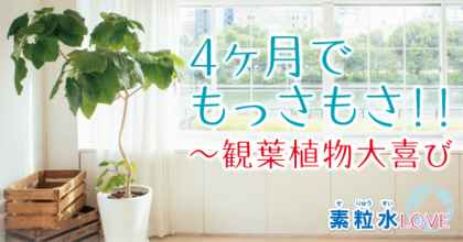 4ヶ月でもっさもさ！！　観葉植物大喜び