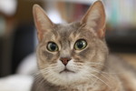 山谷 空ちゃん
猫ジョユウ（守り神）